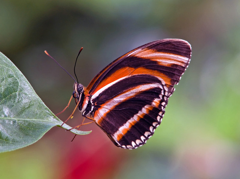 Kelebek tırtılları oldukça detaylı bir metamorfoz, yani değişim süreci geçirir. Tırtıl öncelikle bir pupa olur, daha sonra pupa kelebeğe dönüşür. Bu değişim boyunca kanatlarda, duyargalarda, bacaklarda ve diğer organlarda küçük değişiklikler meydana gelir.