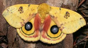 Pek çok kelebeğin üzerinde büyük bir canlının gözlerini çağrıştıran koyu renkli yuvarlak desenler vardır. Yine kanatların üzerindeki renkli pulcuklardan meydana gelen bu gözler, kelebeklerin en önemli savunma mekanizmasını oluştururlar. Kelebekler dinlenirken kanatlarını kapalı pozisyonda tutarlar. 