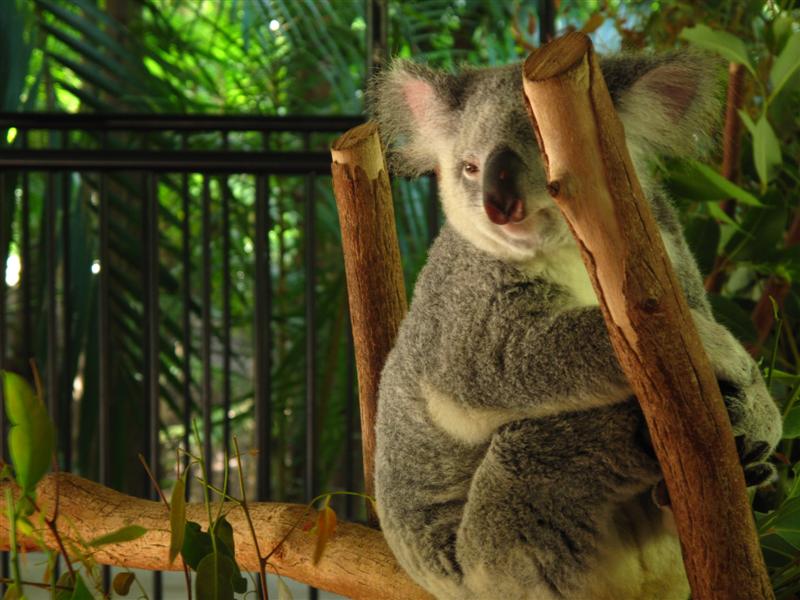 Koalaların elleri ve ayakları, ömürlerinin çok büyük kısmını okaliptüs ağaçlarının üzerinde geçirmelerine imkan tanıyacak şekilde yaratılmıştır