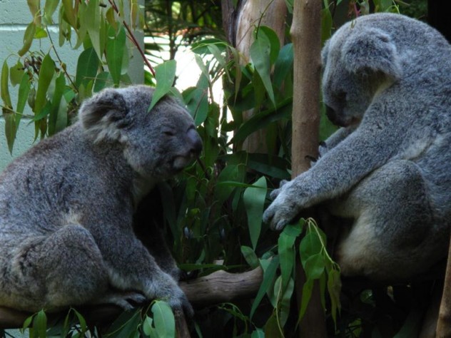 Koala, uzun kıvrık kolları, keskin pençeleri ve ağaca sıkıca tutunan ellerinin yardımıyla geniş ağaç gövdelerine hızla tırmanabilir. Bu hayvanların ön ayaklarındaki ilk iki parmakları diğer üç taneden ayrıktır.