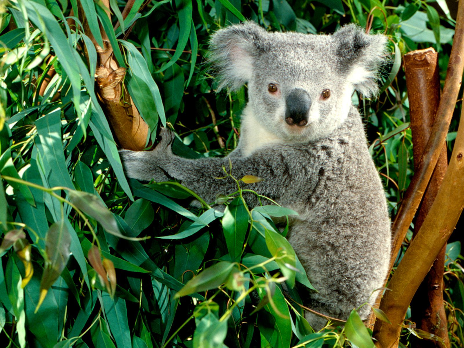 Avustralyada Okaliptüs ağacının 600den fazla türü olmasına karşı, koalalar bunların sadece 35 kadarını kullanırlar. Okaliptüs ağacı bir koala için yalnız barınak değil, aynı zamanda önemli bir besin kaynağıdır. Hatta okaliptüs yapraklarının koalanın yegane gıdası olduğunu söylemek yanlış olmaz.