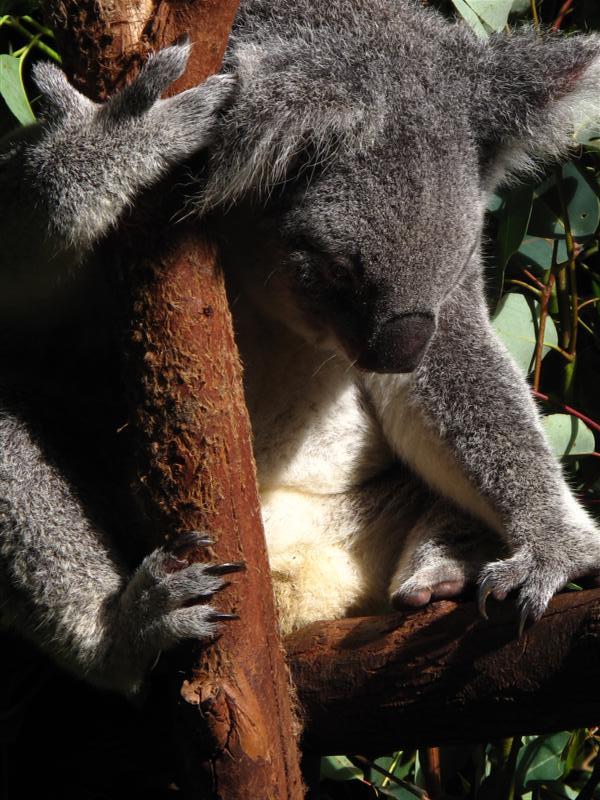 Bunun dışında okaliptüs yapraklarında bulunan diğer yağlar da kan basıncını düşürür ve kaslarının dinlenmesine neden olur. Okaliptüs yapraklarının barındırdığı kimyasal maddeler ağaçtan ağaca değişmektedir. Hatta bir okaliptüs ağacında, iki farklı tipte yaprak mevcuttur. Koala bir tıbbi eğitim almış olamayacağına göre, iİhtiyacı duyduğu maddenin, hangi tür okaliptüs ağacında olduğunu nasıl anlayabilmektedir? Anlayabilmesini alemlerin Rabbi olan Allah ilham etmektedir. 

Sizin yaratılışınızda ve türetip-yaydığı canlılarda kesin bilgiyle inanan bir kavim için ayetler vardır.(Casiye Suresi,4)
