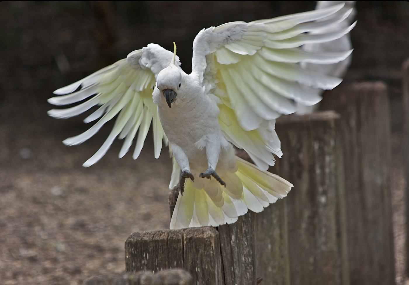 Kuşların kanat ve kuyruk tüyleri de hafiftir, esnek ve birbirleriyle orantılıdır bir yapıdadır. Yani uçuş için gerekli olan aerodinamik yapı tam anlamıyla mükemmel bir şekilde sağlanmıştır.