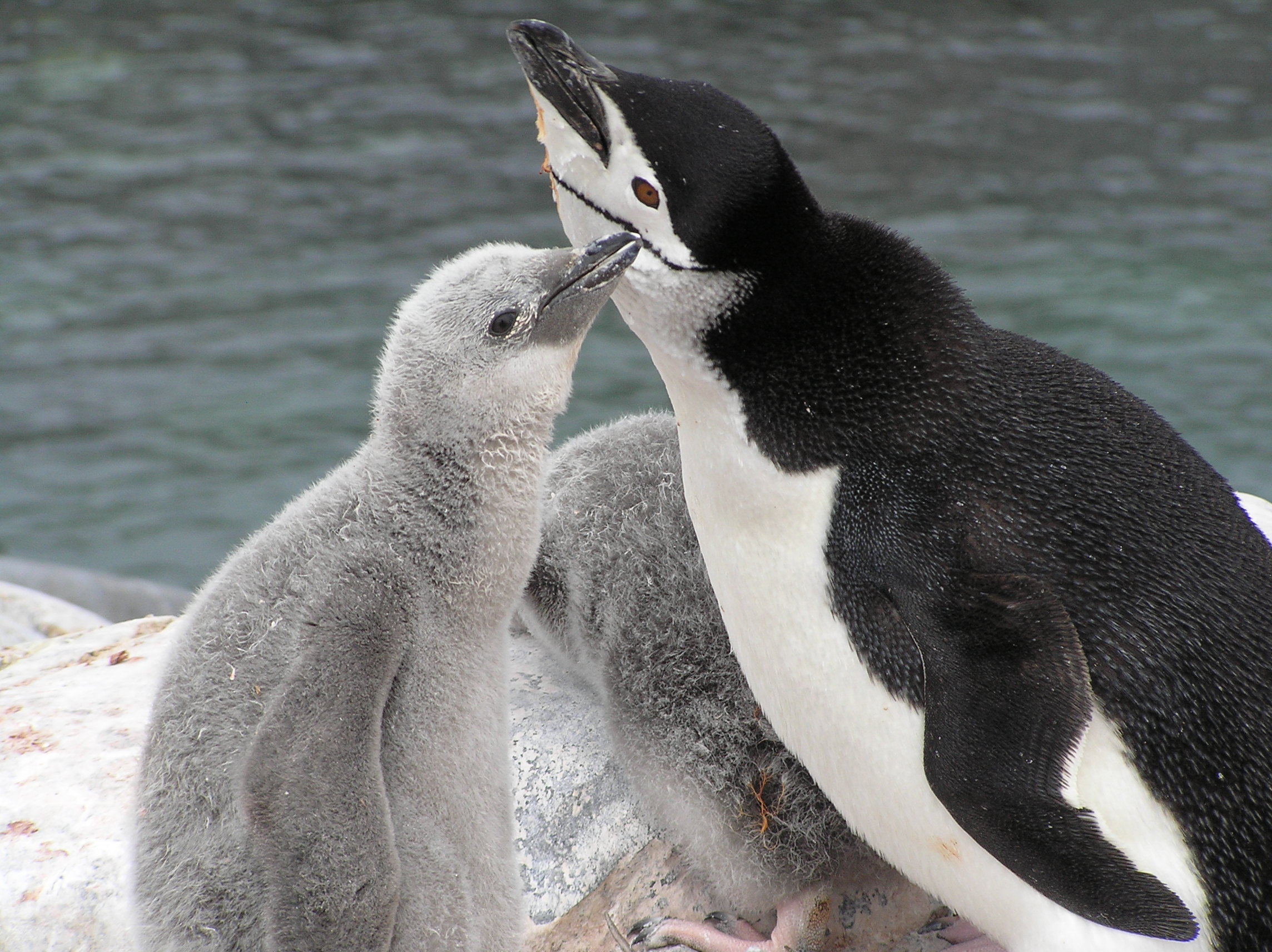 Neden soğuk havalarda ilk önce ellerin ve ayakların üşüdüğünü biliyor muydunuz? Bunun nedeni, kanın hayati organları sıcak tutmak için ayaklardan ve ellerden çekilmeye başlamasıdır. Burada dolaşım sistemimizin aldığı mucizevi bir tedbir ile karşı karşıyayız. Bu tedbirin bir benzeri de penguenlerde vardır. Hayatları buz üzerinde geçen penguenlerin ayakları nasıl oluyor da buz üstünde donmuyor hiç düşündünüz mü? Bunun cevabı penguenlerin sahip oldukları kontrollü kan akışında gizlidir. Penguenlerin vücutlarının büyük bölümü, sahip olduğu su geçirmez tüyleri sayesinde soğuktan korunur. Derilerinin altında bulunan kalın yağ tabakası ve tüyler, birlikte son derece iyi bir ısı izolasyonu sağlar. Hatta biraz güneşli bir günde penguen, karlar üzerinde bulunmasına rağmen aşırı ısınabilir.