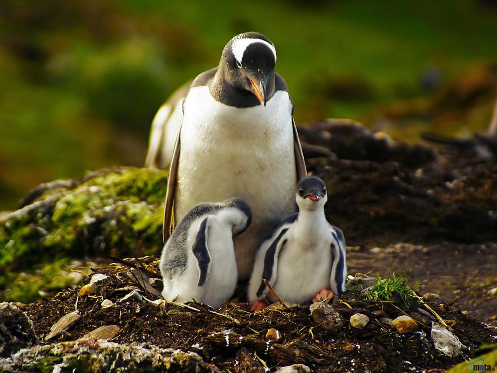 Adélie penguenleri de Antartika’da oldukça ufak sahil adalarında yaşarlar. Kış mevsimini Antartika buzullarını çevreleyen denizlerde geçirirler.
