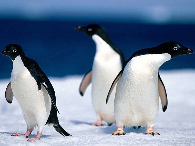 Bahar çiftleşme döneminde, binlerce penguenden oluşan geniş bir grup olarak Antartikanın kayalıklı sahil kıyısına yerleşirler. Karadayken yuvalarını inşa eder ve bu yuvaları küçük kaya parçalarıyla belirginleştirirler. Penguenlerin paytak yürüyüşüne sahip olsalar bile, yayan olarak uzun mesafeleri yürüyebilirler. Baharın ilk haftalarında, buzullar parçalanmadan önce, yuvalarından açık sulara ulaşabilmek için 50 kilometre yürümeleri gerekir.