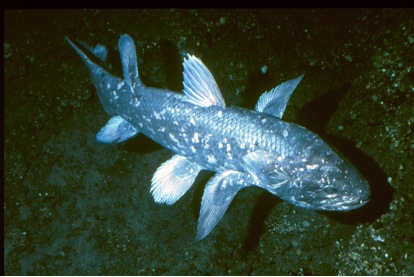 coelacanth