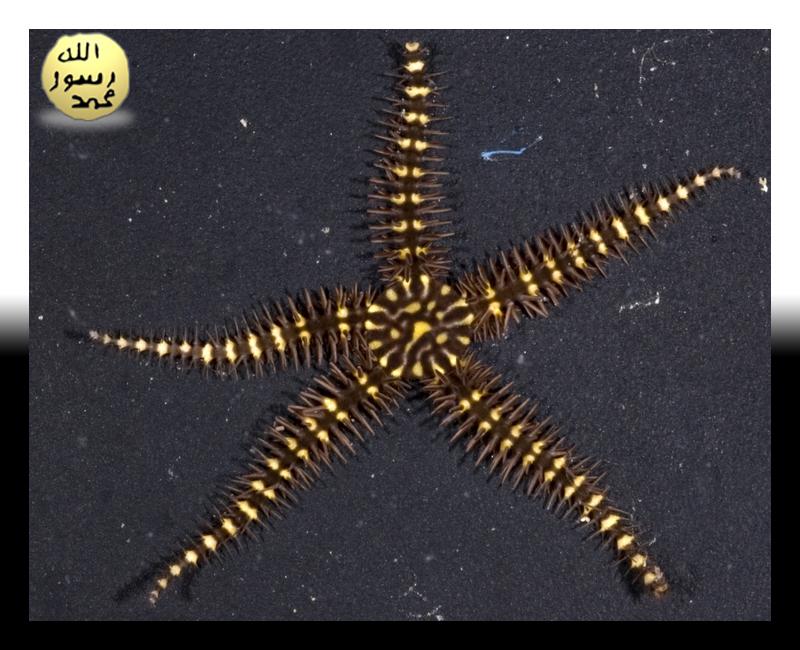 Ophiocoma wendti türündeki denizyıldızı, bir disk şeklindeki gövdesine tutturulmuş 5 kola sahip. Bu kollar sayesinde denizin tabanında rahat bir şekilde hareket edebilir.