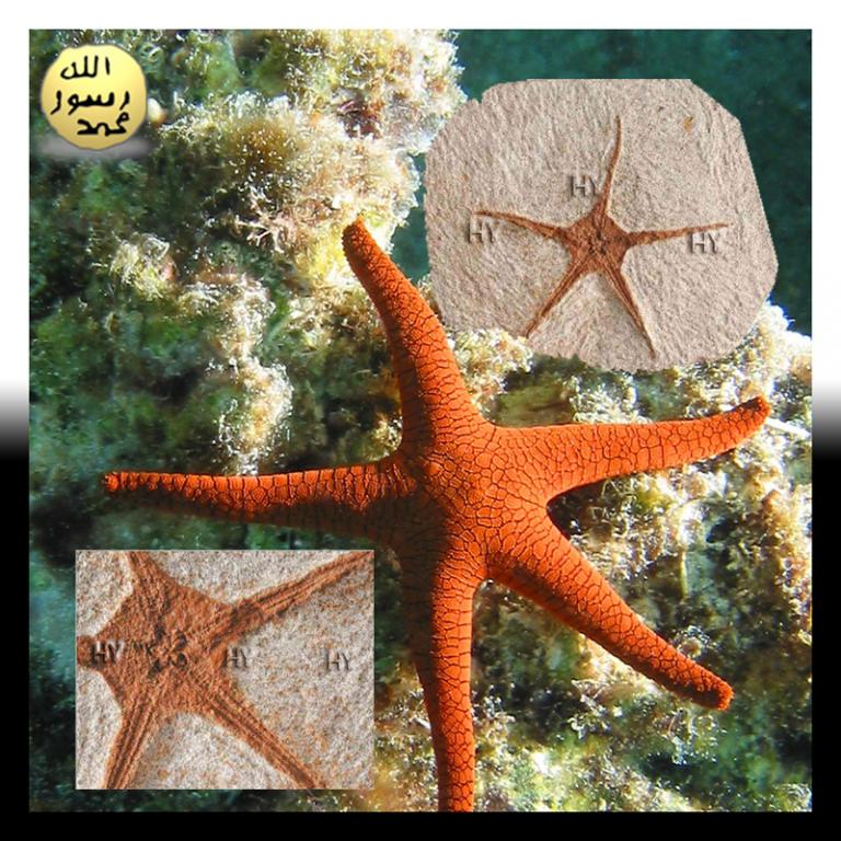 Resimdeki 500 milyon yıllık deniz yıldızının da ispatladığı gibi, deniz yıldızları hep deniz yıldızı olarak var olmuşlardır, başka bir canlıdan türememiş, başka bir canlıya dönüşmemişlerdir.