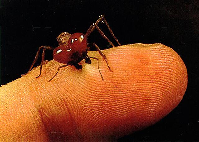 Resimde de görüldüğü gibi son derece küçük boyutlarda olan karıncalar, bu küçüklüklerine rağmen kusursuz bir sosyal düzen içinde yaşamlarını sürdürmektedirler.