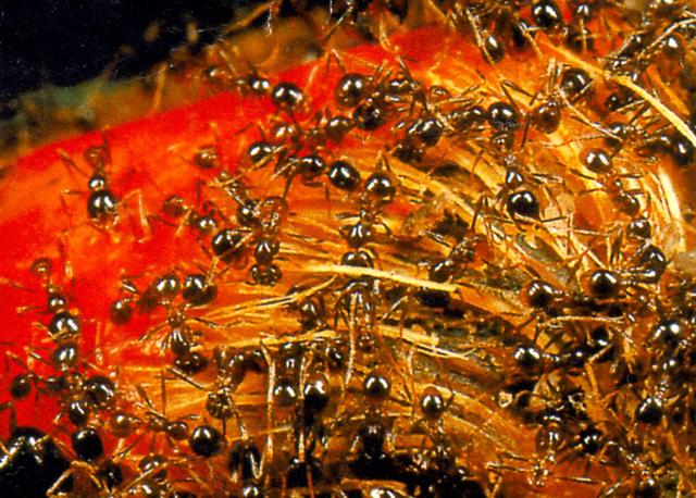 Karınca kolonilerinin en önemli özelliği, tam bir toplum yaşantısı na sahip olmaları ve her işlerini yardımlaşarak yapmalarıdır. Yandaki resimde bir meyveyi topluca yuvalarına taşımaya çalışan bir grup karınca görülmektedir.