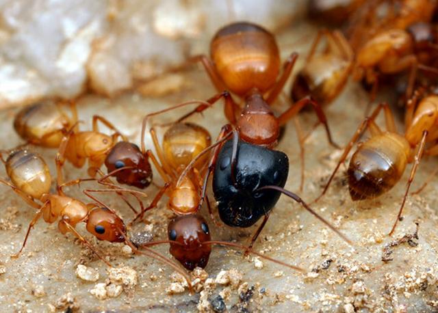 Aynı koloni içindeki farklı kastlara mensup karıncalar, fiziksel olarak çok farklı görünümlerde olurlar. Her biri yapacağı işe uygun bir fiziksel yapıya sahiptir.