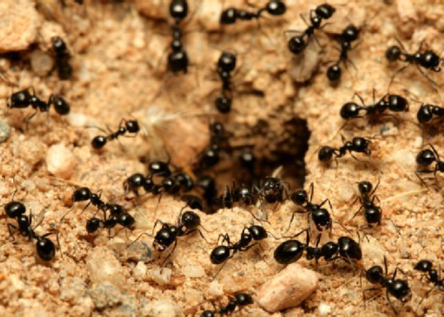 Karıncalar gruplar halinde yaşayabilen canlılardır. Tek başlarına hayatlarını sürdürmeleri mümkün değildir.