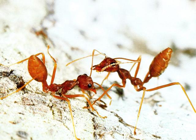 Karıncalar arasındaki iletişim, kimyasal sinyallerin koku veya tat alma yoluyla aktarılması sayesinde kurulmaktadır.