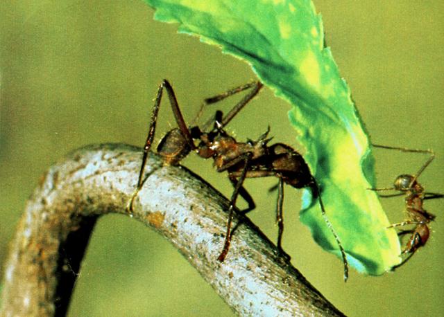 Resimde görülen işçi karınca taşıdığı yaprağın üzerinde ayrıca ufak bir karınca daha taşımaktadır. Bunun sebebi, saldırabilecek muhtemel düşmanlara karşı korunabilmektir