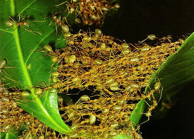 Resimde dokumacı karıncaların yuva yapımının aşamaları görülüyor. Karıncalar ilk aşamada yerleşmeyi planladıkları ağaç üzerinde uygun yaprakları seçip iki taraftan çekerek birleştirirler. Daha sonra da resimde görüldüğü gibi ipek üreten larvalarını getirerek, onları adeta birer dikiş makinesi gibi kullanır ve yaprakları birbirlerine dikerler.