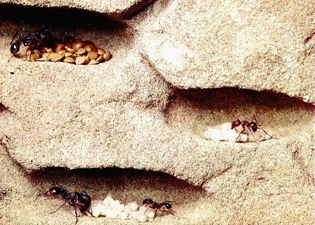 Resimde görülen odacıklarda, kuru mevsimde kullanılmak üzere hasatçı karıncalar tarafından tohumlar biriktirilir.