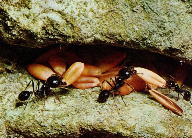 Hasatçı karıncalar, nişasta özlü tohumları özel odalara taşıyarak bunları, işçi karıncaların beslenmesinde kullanılacak hale  getirirler.