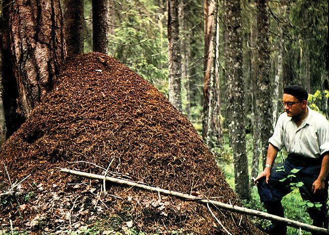 Resimde bir odun karıncası yuvası görülmektedir. Odun karıncalarının çam iğneleri ve ince dallarla inşa ettikleri bu yuvaların yüksekliği yaklaşık 2 metreye kadar varabilir.