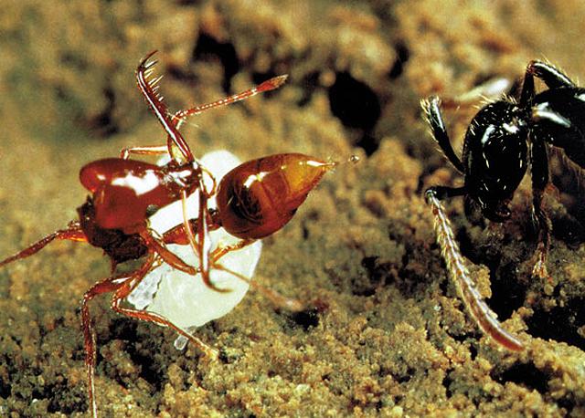 Odun karıncaları kimyasal savaş için çok iyi silahlanmışlardır. Tehlikeyle karşı karşıya kalan odun karıncası, karnının alt kısmını bacaklarının arasından öne doğru büker ve düşmanına formik asit fışkırtır. Veya dövüş sırasında sivri çenesiyle düşmanını ısırır ve yaranın içine asit enjekte eder. Bu özellikleriyle, canlı bir kimyasal silah gibi görev görür.