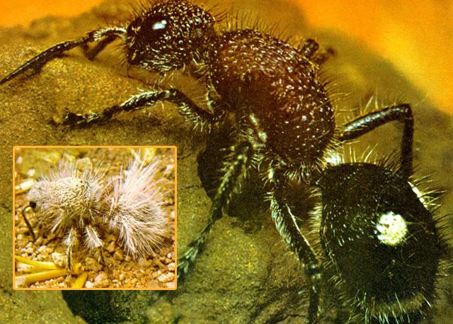 Birbirinden farklı türdeki iki “kadife karınca”... Kadife karıncaların ortak özellikleri, resimlerde de görüldüğü gibi bulundukları ortamın sıcıklığından kendilerini izole edebilecek bir palto ya sahip olmalarıdır.