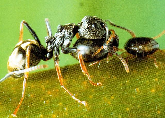 Karıncalar, tüm ilginç yeteneklerinin yanısıra hayvan yetiştiriciliği de yaparlar. Karıncalar kendilerine yaprak bitlerinden adeta bir sürü oluşturur ve bu sürü yü besin elde etmek için kullanırlar. Ama bunun karşılığında da sürü lerine çok iyi bakar, onları yanlarından hiç ayırmaz, düşmanlarına karşı korurlar. Kuşkusuz karıncaların hayvan yetiştiriciliği böcekler dünyasındaki ilginç ortak yaşam örneklerindendir.