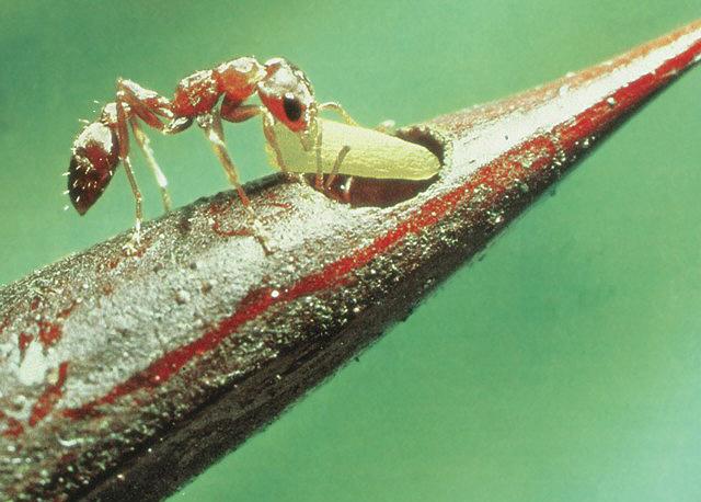 Resimde kendisi için son derece elverişli bir barınma yeri olan bitki üzerinde bir karınca görülüyor. Bitkinin üzerindeki delikler karıncalar için kapı görevi yapıyor.