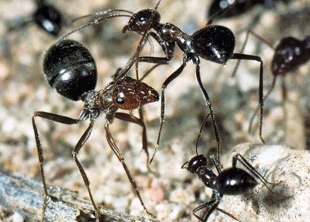 Farklı koloniler arasındaki savaşlarda, karıncaların uyguladıkları bir takım taktikler vardır. Bunlardan en yaygın olarak uygulananı karıncaların kendilerini daha uzun ve büyük göstermeye çalışmalarıdır. Yukarıdaki resimlerde de görüldüğü gibi karıncalar bacaklarını mümkün olduğu kadar düzleştirerek ve kafalarını kaldırarak daha uzun boylu ve daha “caydırıcı” görünmeye çalışırlar.
