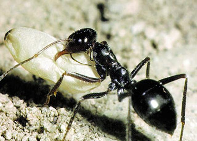 Köleci karıncaların en önemli özelliği, savaştıkları koloninin larvalarını çalmak ve bu larvaları kendi kolonileri için bir köle durumuna getirmektir. Rakip koloninin larvasını kaçıran bir karınca görülmektedir.