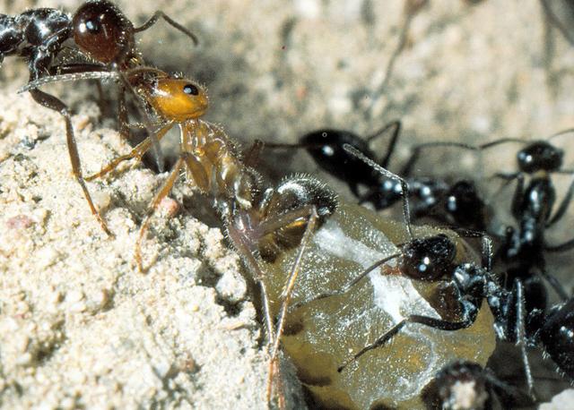 Köleci karıncaların rakip koloniden çaldıkları yalnızca larvalar değildir. Bal karıncaları rakip kolonilerinin bal fıçılarını da alıp kendi yuvalarına götürürler.