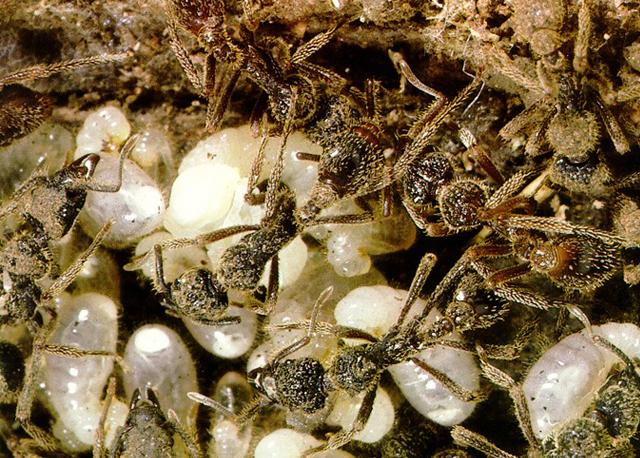 Resimde, karınca dünyasının kamuflaj ustaları görülüyor. Basiceros cinsi bu karıncaların vücutları, çatallaşmış uçlu özel tüylerle kaplıdır. Bu sayede bulundukları ortamda kesinlikle fark edilemezler.