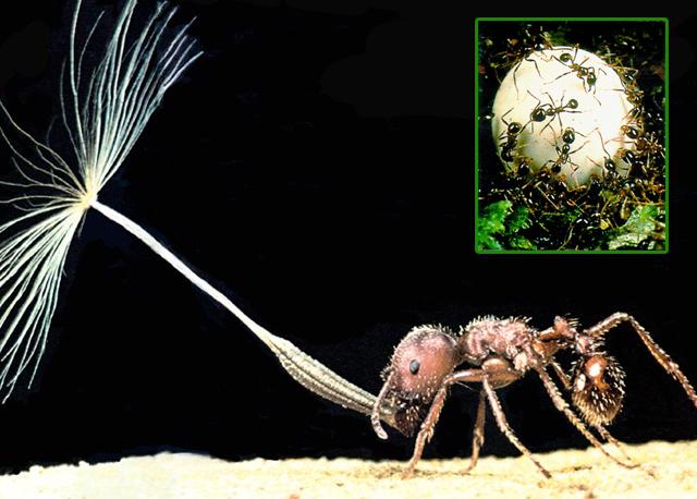 Bilinen yaklaşık 8000 karınca türünün ihtiyaç duydukları besin kaynaklarını keşfetmeleri ve bunları yuvalarına taşımaları çok değişik yollardan gerçekleşir. Bazı türlerde karıncalar tek başlarına avlanır ve tek başlarına besini yuvalarına taşırlar. Bazıları ise grup olarak avlanır, savunma yapar ve besinlerini topluca taşırlar.