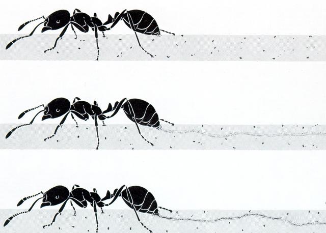 Besin kaynağı bulan bir karınca, vücudunun arka kısmında bulunan iğnesi ile zeminde kimyasal bir iz bırakır. Bu iz sayesinde yuva arkadaşları besin kaynağına ulaşabilirler.