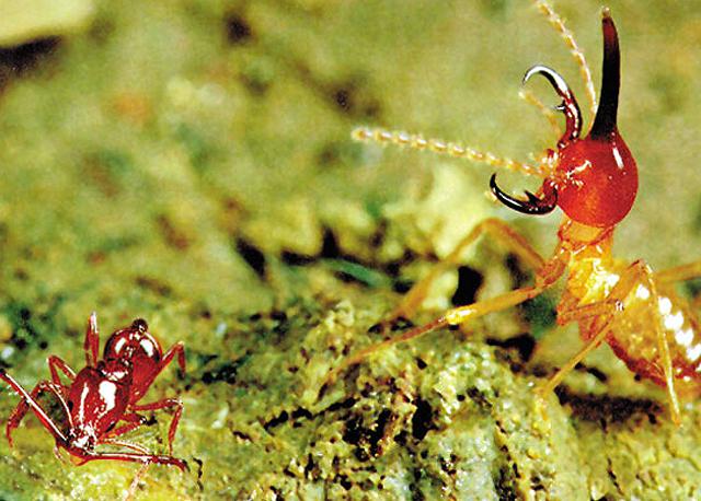 Dacetine karıncaları çenelerini adeta bir hayvan yakalama tuzağı olarak kullanırlar. Yiyecek arayan karınca, antenleriyle bir böceğin kokusunu aldığında çenesini 180 derece açarak bekler. Çenesindeki küçük dişlerini, ağzının üst damağına geçirerek kilitler. Devamlı olarak antenlerini ileriye doğru atarak onlarla etrafını kolaçan eder. Karınca yavaş yavaş böceğe doğru yaklaşır. Antenleri ona dokunduğunda, artık küçük böcek alt çene dişlerinin ulaşabileceği mesafededir. Karınca damağını indirdiğinde, çenesi birden kapanır ve böcek bir kazığa saplanır gibi dişlerin arasına sıkışır