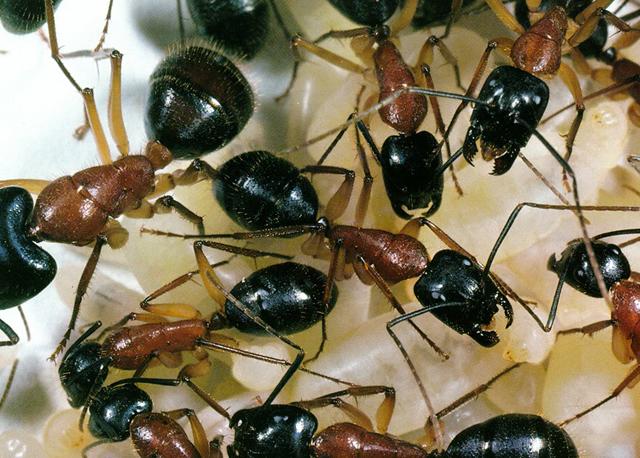 Karınca kolonilerinde bir grup işçi karıncanın tek görevi yumurtalarla ve larvalarla ilgilenmektir. Bu işçiler, hayatlarının her anını soyun devamı uğruna fedakarlık yapmakla geçirirler.