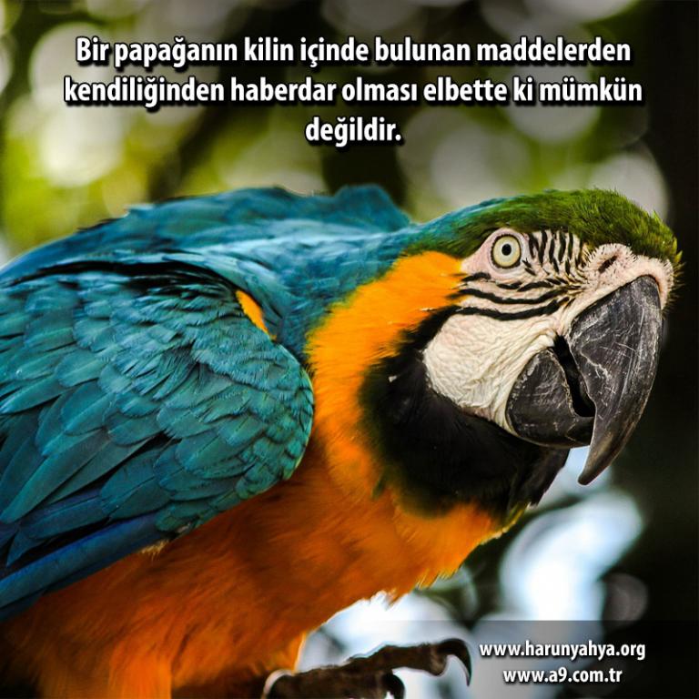 Bir papağanın kilin içinde bulunan maddelerden kendiliğinden haberdar olması elbette ki mümkün değildir. Şüphesiz Macaw bu maddenin zehrin etkisini giderdiğini öğrenmiş veya bunu önceden deneyerek görmüş değildir. 