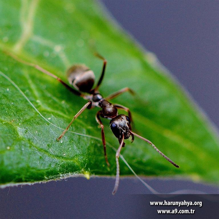 Karıncaların vücutlarından salgılanan bu asitten haberdar olmaları ve bunu nasıl kullanacaklarını

bilmeleri hayret vericidir. Ancak bundan çok daha şaşkınlık veren konu, başka canlıların da 

karıncaların bu özelliğinden haberdar olmasıdır.