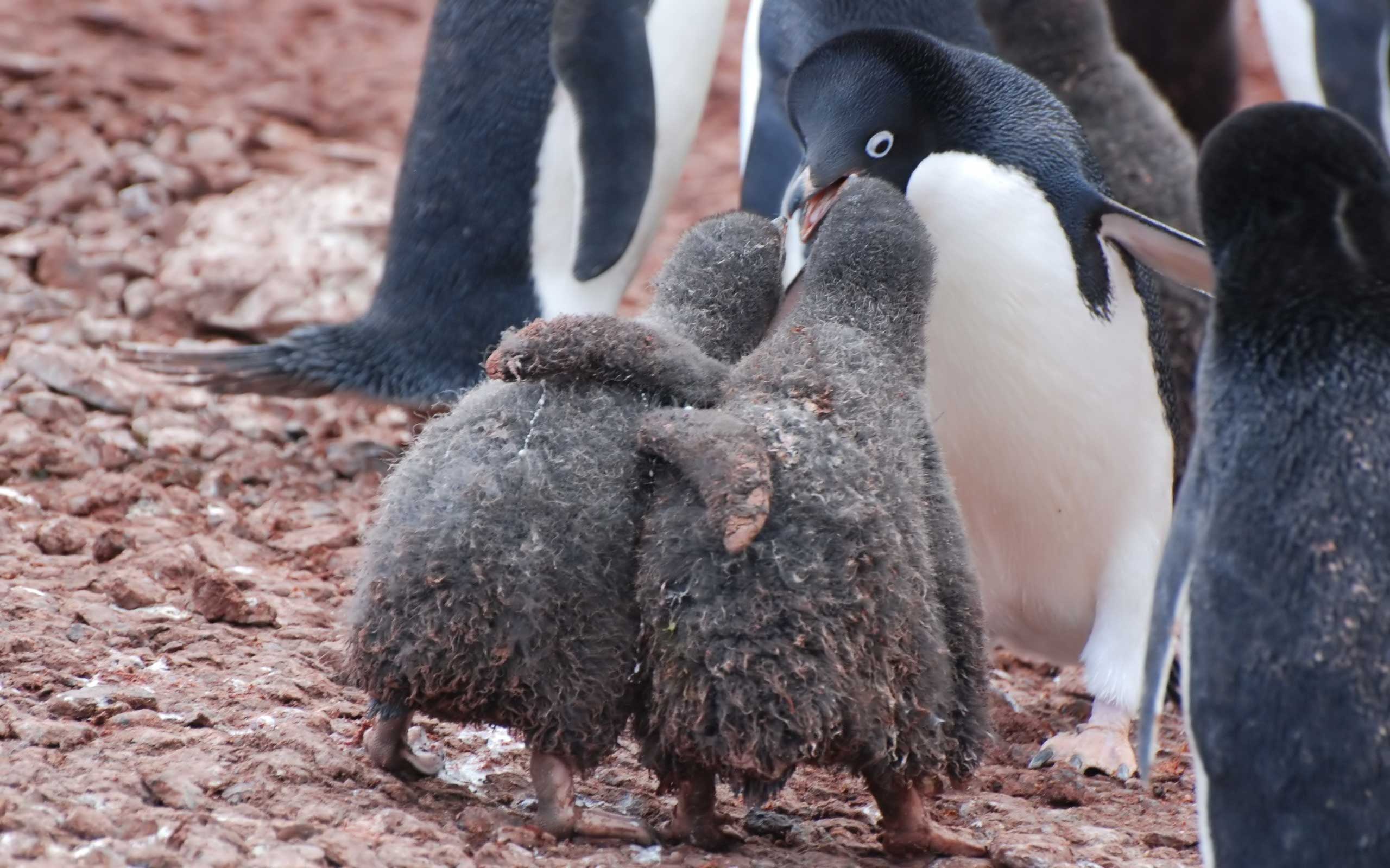 Dahası, soğuktan korunmak amacıyla, kümeler halinde toplanarak birbirine adeta yapışan 400 bin üyeli penguen topluluğu mükemmel bir dayanışma örneği sergiler. Aldıkları bu önlemle soğuktan donarak ölmekten kurtulurlar. Kümenin dışında kalanları da sırayla aralarına alarak onların da ısınmalarını sağlarlar. Penguenler, aralarındaki düzeni bozabilecek en ufak bir itiraz olmadan, nesiller boyu büyük bir uyum içinde yaşamıştır ve aynı düzen içinde yaşamaya devam etmektedirler.