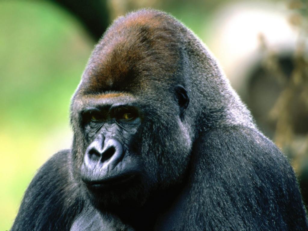 Goril, çok tehlikeli bir hayvan olarak bilinse de, bu doğru değildir. Aslında son derece sakin ve çok az gıda ile doyduğu zaman bile kendini rahat hisseden bir hayvandır.