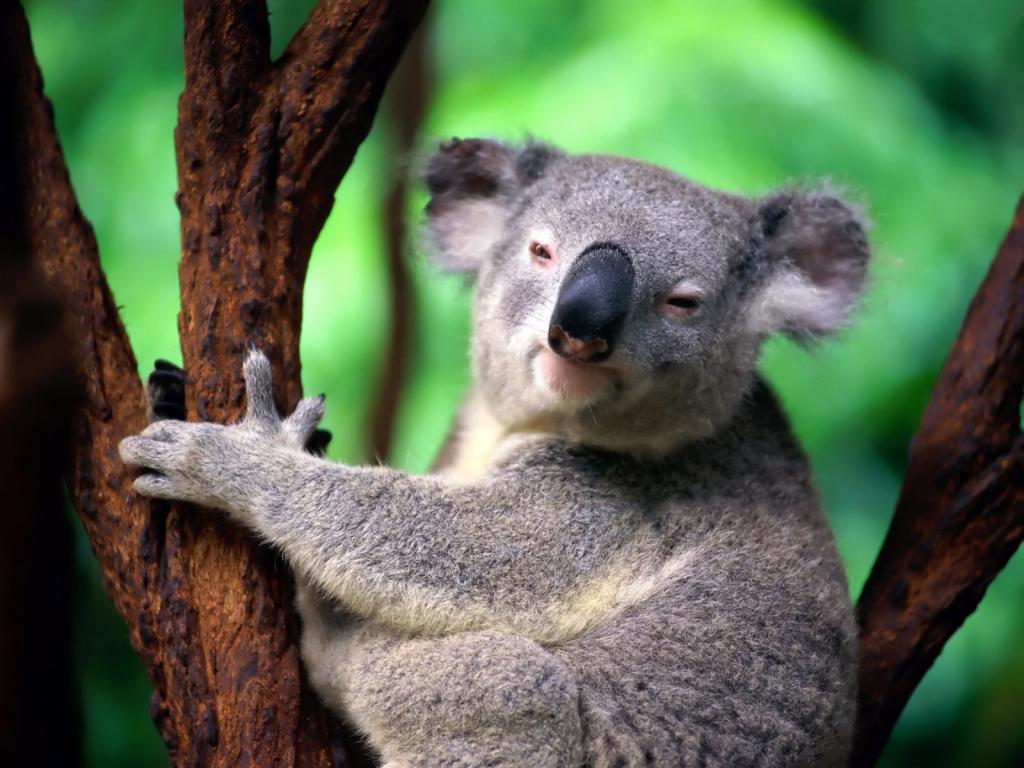 Koala deyince, aklımıza okaliptüs ağacı denilen ağacın gövdesine kollarını ve bacaklarını dolayarak tutunmuş olan gri tüylü, sevimli bir hayvan gelir. Gerçekten de koalaların bu görüntüleri çok sevimlidir. Bu arada koalalara neden uykucu dediğimizi merak etmişsinizdir. Hemen söyleyelim, koalalar günde 18 saat uyurlar!
