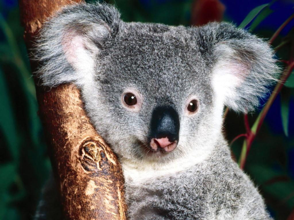 Koalaların elleri ve ayakları, ömürlerinin çok büyük kısmını okaliptüs ağaçlarının üzerinde geçirmelerine imkan tanıyacak şekilde yaratılmıştır.
