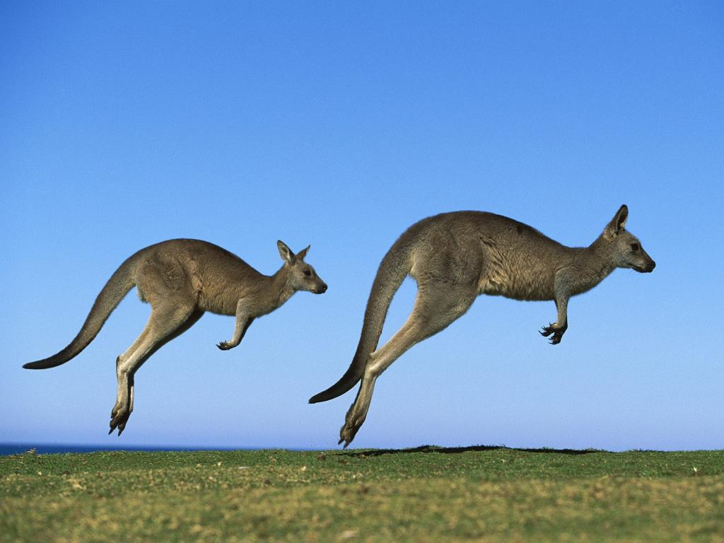Hiç hayvanda cep olur mu? diyebilirsiniz. Fakat, gerçekten de kangurunun karnında kese denilen ve yavru kangurunun beslenmesinin, korunmasının ve gelişmesinin sağlandığı bir bölüm bulunur.