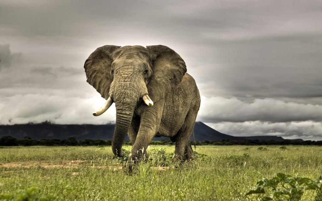 Karada yaşayan hayvanların en büyüğü olan fillerin, Afrika ve Asya fili olmak üzere iki türü vardır. Afrika filleri diğerlerine göre daha büyüktür. Yüksekliği 3.5 metreye, ağırlığı da 6 tona ulaşabilir. Yelpaze gibi olan kulaklarının uzunluğu 2 metreyi, genişliği ise 1.5 metreyi bulur. 
