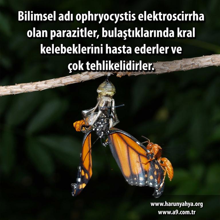 Bilimsel adı ophryocystis elektroscirrha olan parazitler, bulaştıklarında kral kelebeklerini hasta ederler ve çok tehlikelidirler. Bu parazit kral kelebeğinin dış tarafında, pulları arasında benek olarak görünen sporlar üretir ve kelebeğin yetişkin hale gelmeden uçma becerisini yitirmesine hatta ölmesine yol açar. Anne kelebeğin sindirim sistemine yerleşen paraziti yavrularına da bulaştırması durumu da söz konusudur.