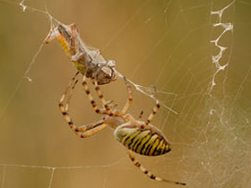 Örümceklerdeki akılcı ağ kurma teknikleri