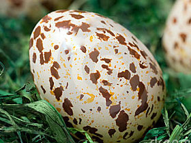Benekler yumurta kabuğunu nasıl güçlendirir?