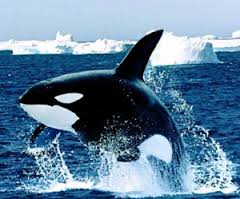 The Express Tribune gazetesinin “sığır-balina evrimi” yanılgısı