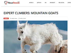 Uzman Tırmanıcılar: Dağ Keçileri