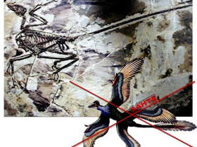 Darwinistlerin Microraptor Gui Konusundaki Israrlı İddiaları Boşunadır
