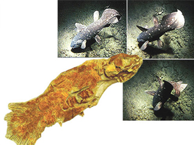 Evrimcilerin Ara Geçiş Formu Olduğunu İddia Ettikleri Coelacanth Mükemmel Bir Canlı Olarak Denizlerde Yüzüyor